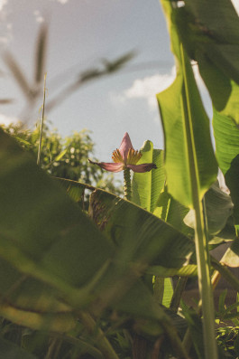 Ana Förster Planet Plant Felix Busso Photography